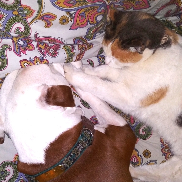 Meet your Posher, Dev - Picture 1 of 1